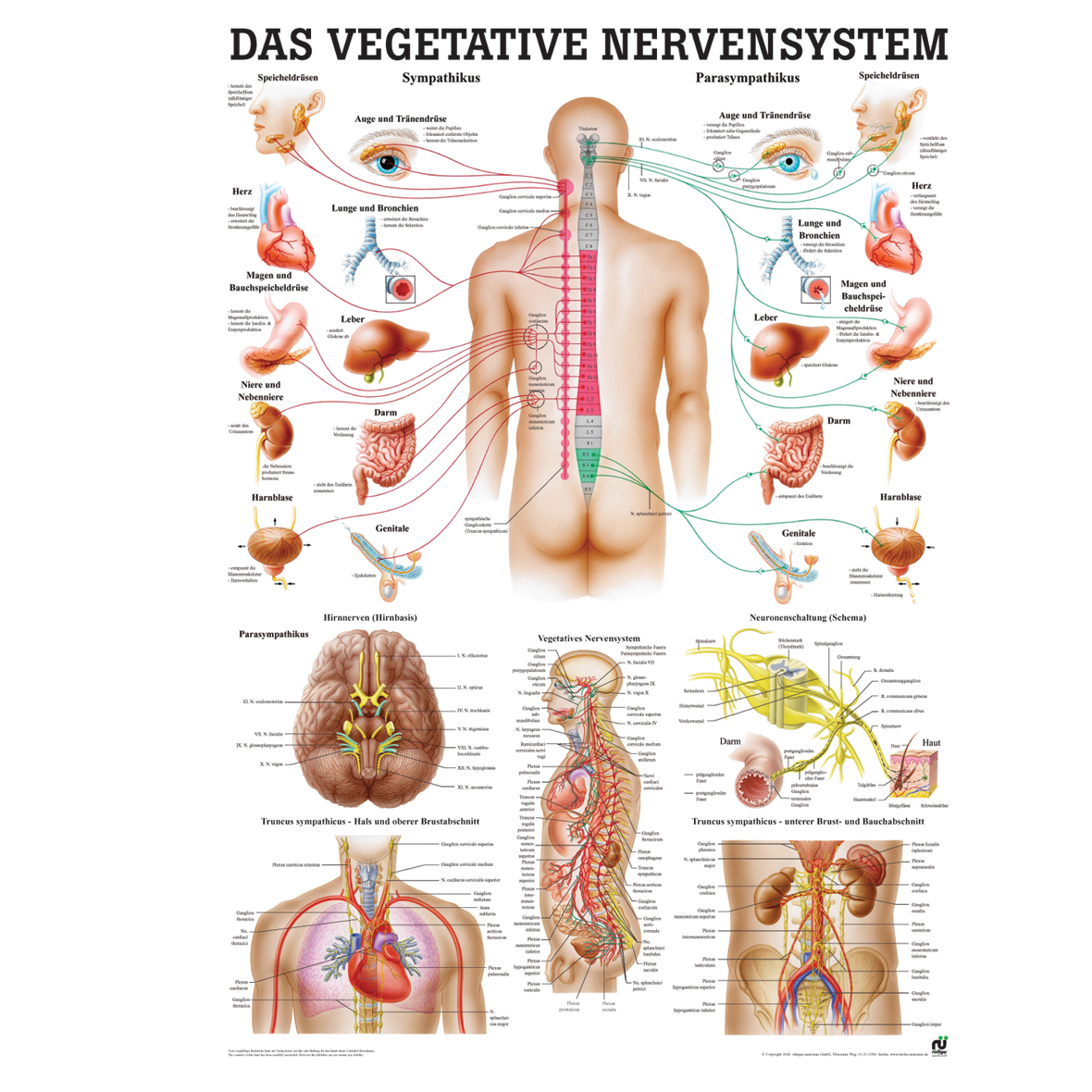 Anatomische Lehrtafel "Das vegetative Nervensystem"